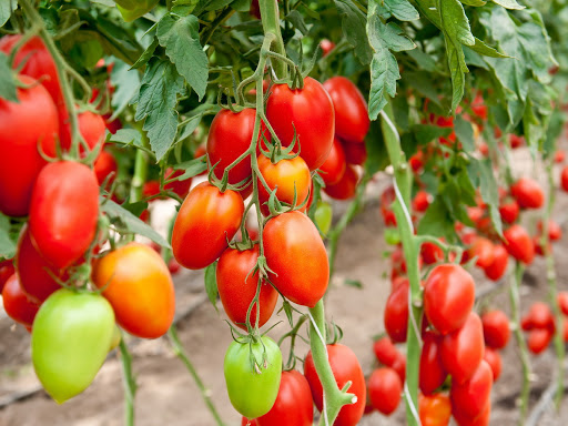 Tomates